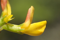 Acmispon glaber glaber