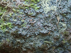 Fuscopannaria subimmixta