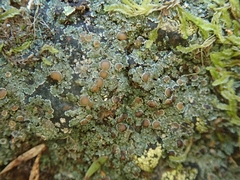 Fuscopannaria subimmixta