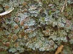 Fuscopannaria subimmixta