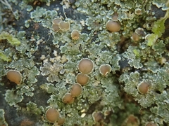 Fuscopannaria subimmixta