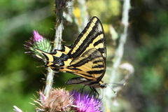 Papilio alexanor
