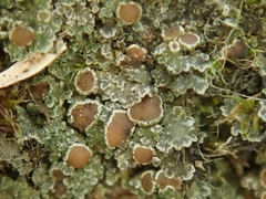Fuscopannaria subimmixta
