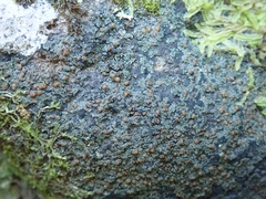 Fuscopannaria subimmixta