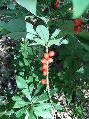 Daphne mezereum