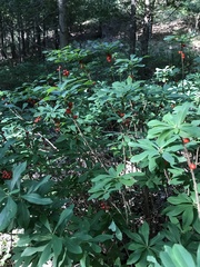 Daphne mezereum
