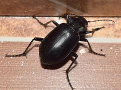 Calosoma peregrinator