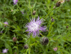 Centaurea × moncktonii