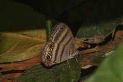 Caeruleuptychia probata