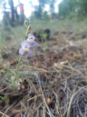 Penstemon linarioides