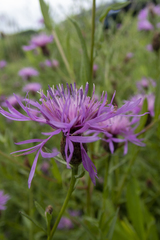 Centaurea × moncktonii