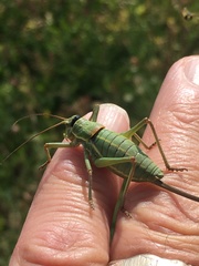 Ephippiger terrestris