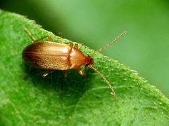 Isomira