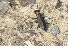 Cicindela punctulata punctulata