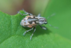 Pantomorus albosignatus