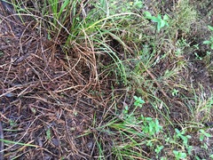 Coprosma rhamnoides