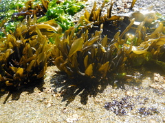 Mazzaella laminarioides