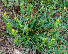 Pyrrocoma lanceolata