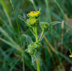 Pyrrocoma lanceolata