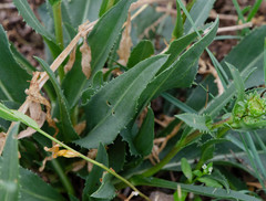 Pyrrocoma lanceolata