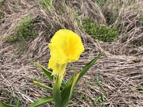 Canna flaccida image