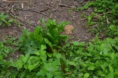 Beta vulgaris cicla