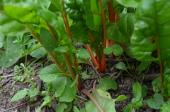 Beta vulgaris cicla