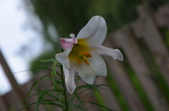 Lilium regale