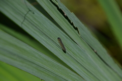 Rhadinoceraea micans