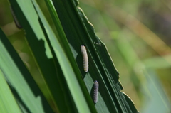 Rhadinoceraea micans