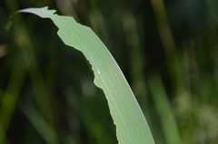 Rhadinoceraea micans