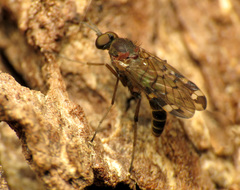 Sylvicola alternatus