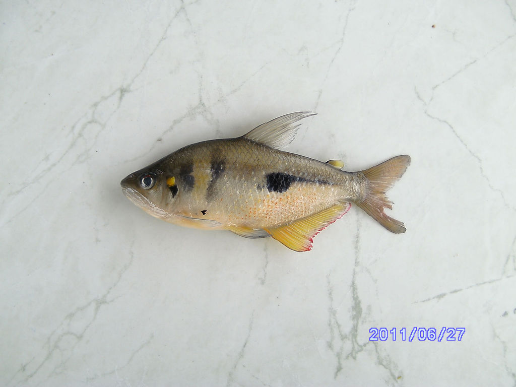 Rhoadsia altipinna