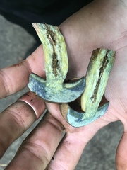 Boletus subgraveolens