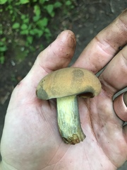 Boletus subgraveolens