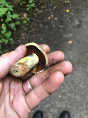 Boletus subgraveolens