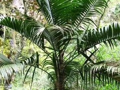 Arecaceae