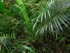 Arecaceae