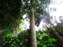 Arecaceae