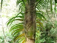 Arecaceae