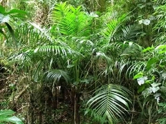 Arecaceae