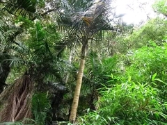 Arecaceae