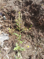 Rorippa barbareifolia