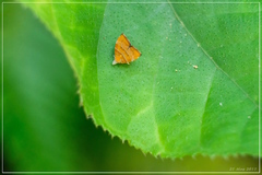 Choreutis achyrodes