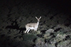 Gazella subgutturosa