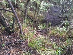 Coprosma rhamnoides