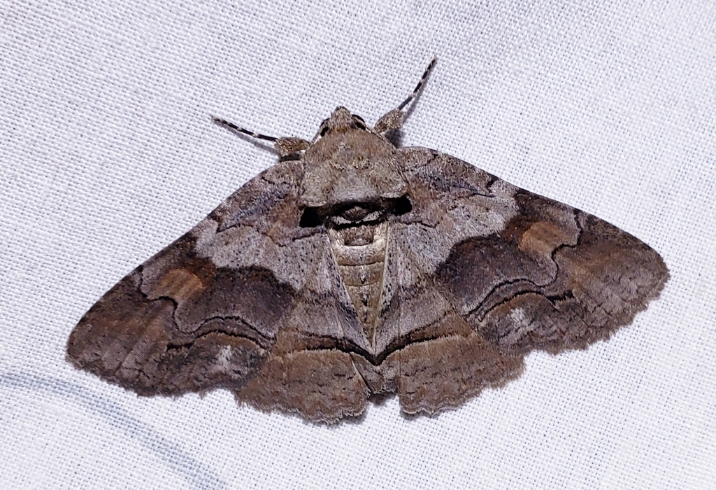 Gray-banded Zale Moth