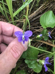 Viola nephrophylla