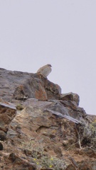 Alectoris