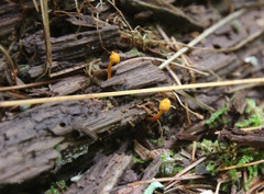 Ophiocordyceps variabilis
